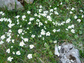 Hornungia alpina Hutchinsia alpina